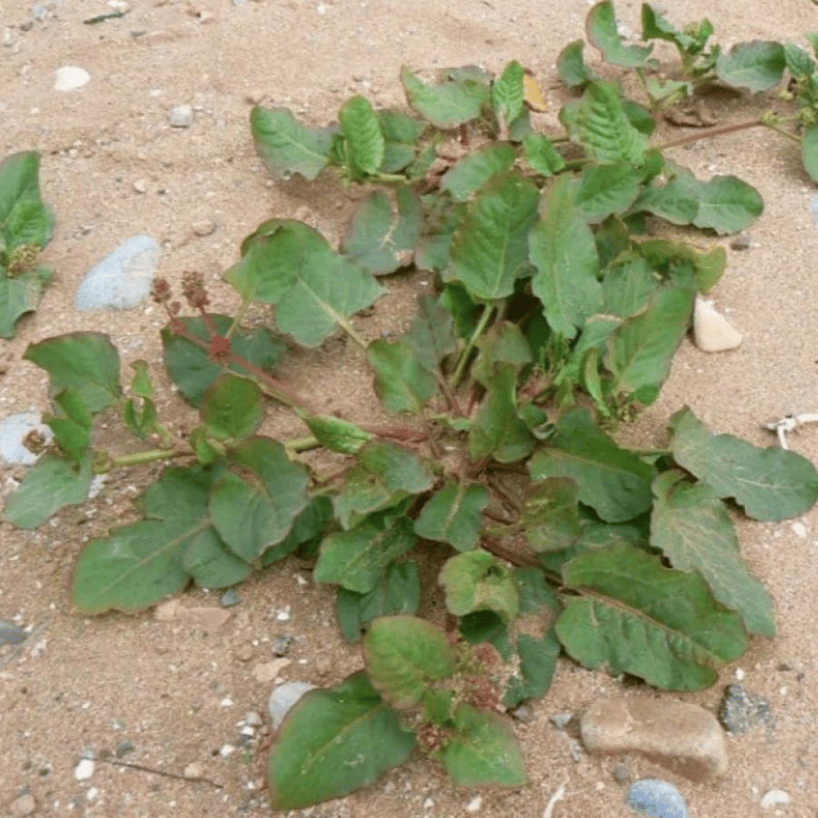 بذور عشبة الحمباز - الحنزاب ( Emex spinosa )