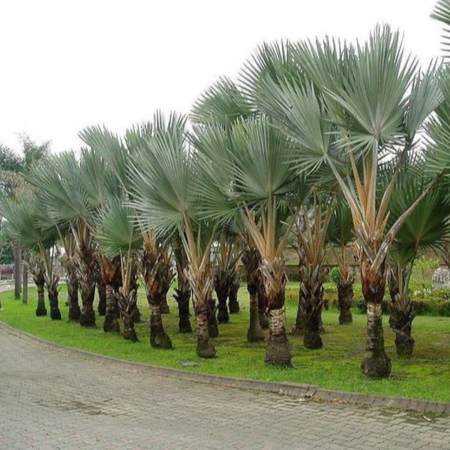 بذور نخيل لاتانيا الاحمر ( Latania lontaroides )