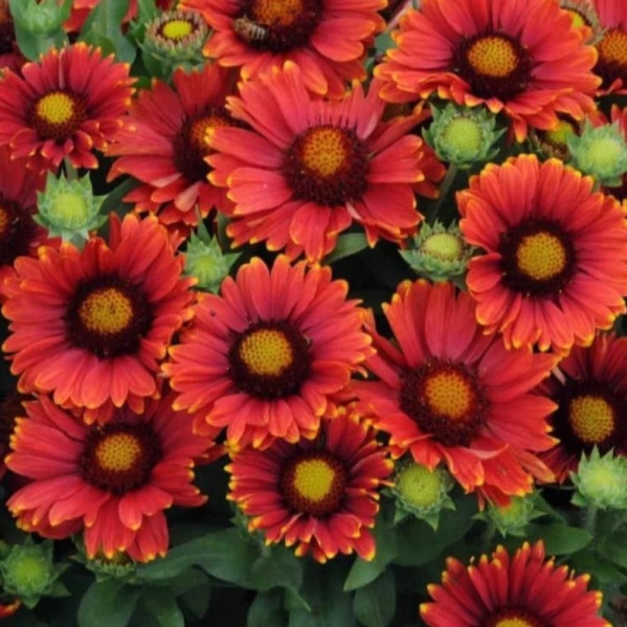 بذور العنبر الكشميري الأحمر - جيلارديا أريستاتا ( gaillardia aristata )