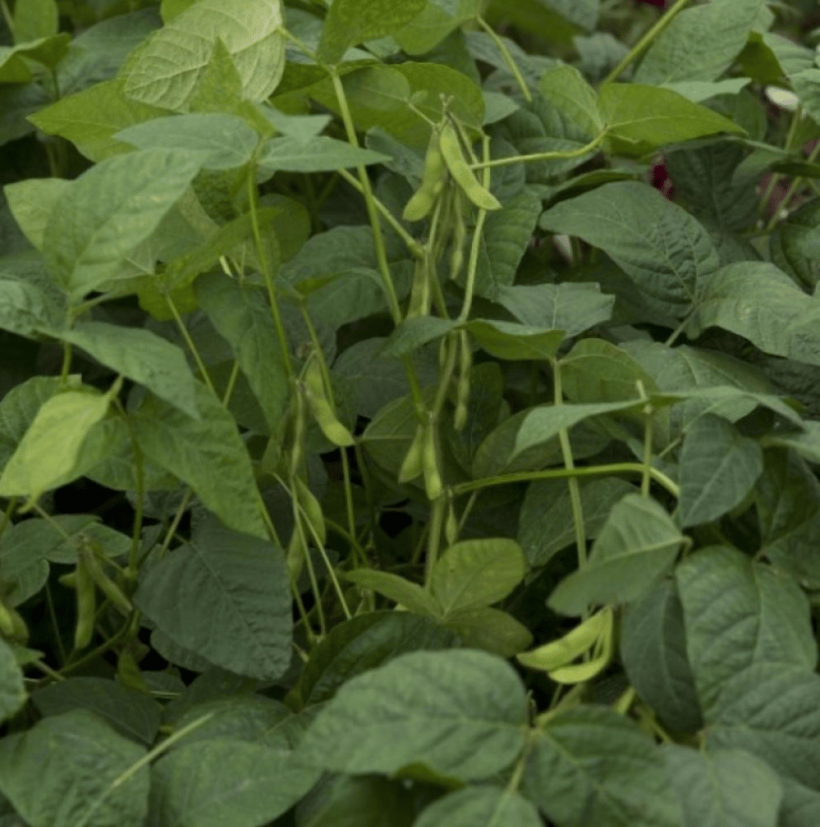 بذور فول الصويا ( Glycine max )
