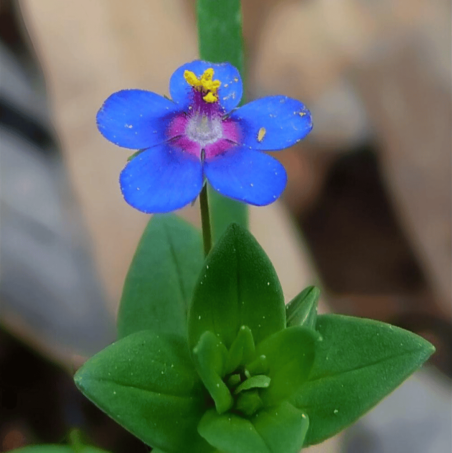 بذور عشبة عين القط ( Anagallis Arvensis )
