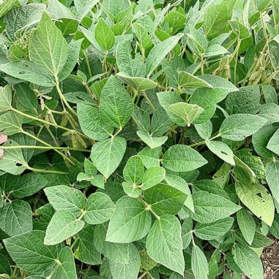 بذور فول الصويا ( Glycine max )