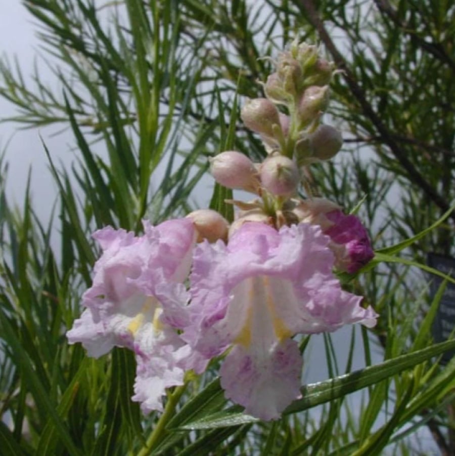 بذور شجيرة صفصاف الصحراء ( Chilopsis linearis )