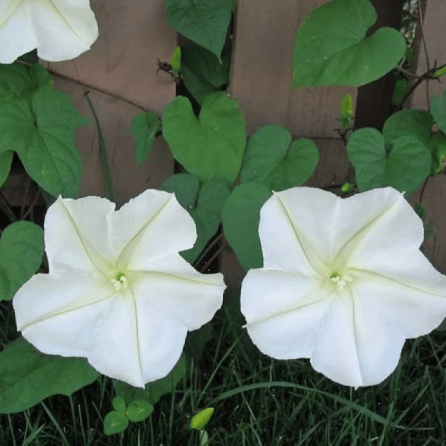 بذور زهرة القمر - متسلقة ايبوميا البيضاء ( Ipomoea alba )