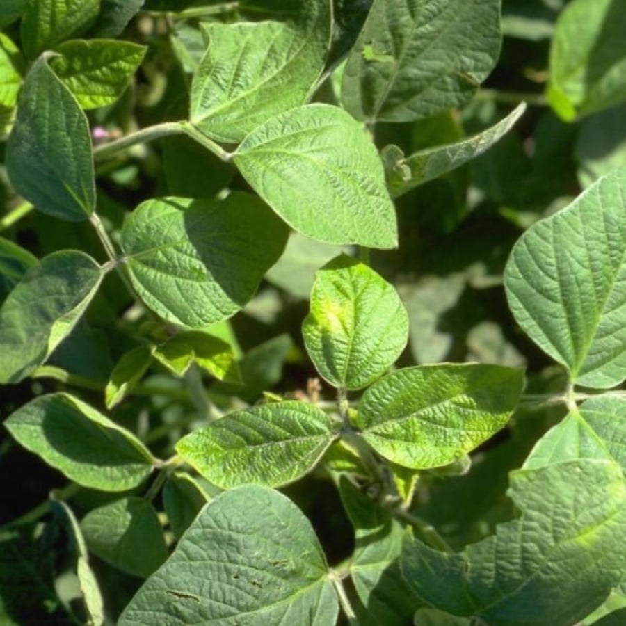 بذور فول الصويا ( Glycine max )