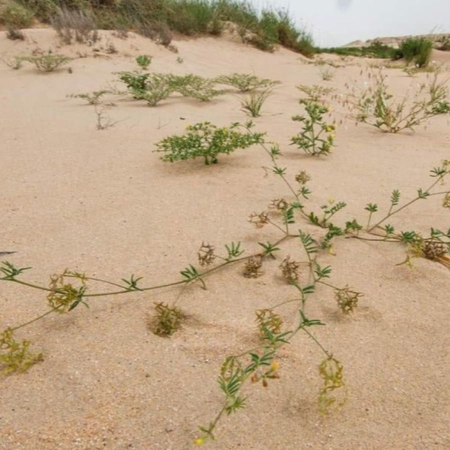 بذور عشبة ام حلق - حدوة الفرس ( Hippocrepis areolata )