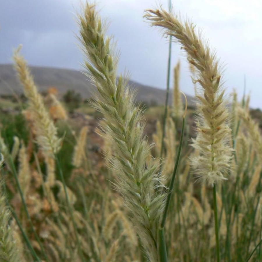 بذور عشبة الثيموم ( Pennisetum divisum )