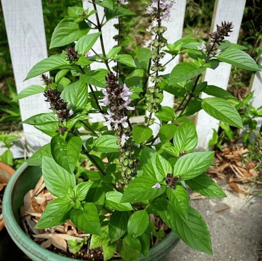 بذور الريحان التايلندي ( Ocimum basilicum var. thyrsiflora )