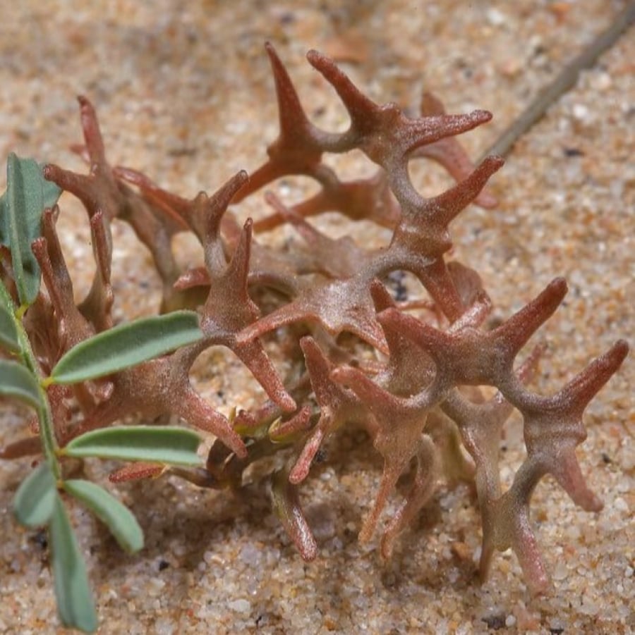 بذور عشبة ام حلق - حدوة الفرس ( Hippocrepis areolata )