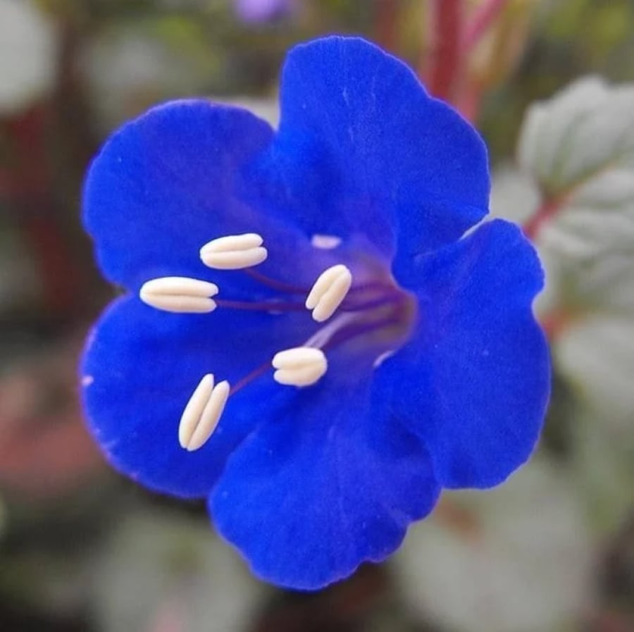 بذور زهور أجراس الصحراء - بلوبل ( Phacelia campanularia )