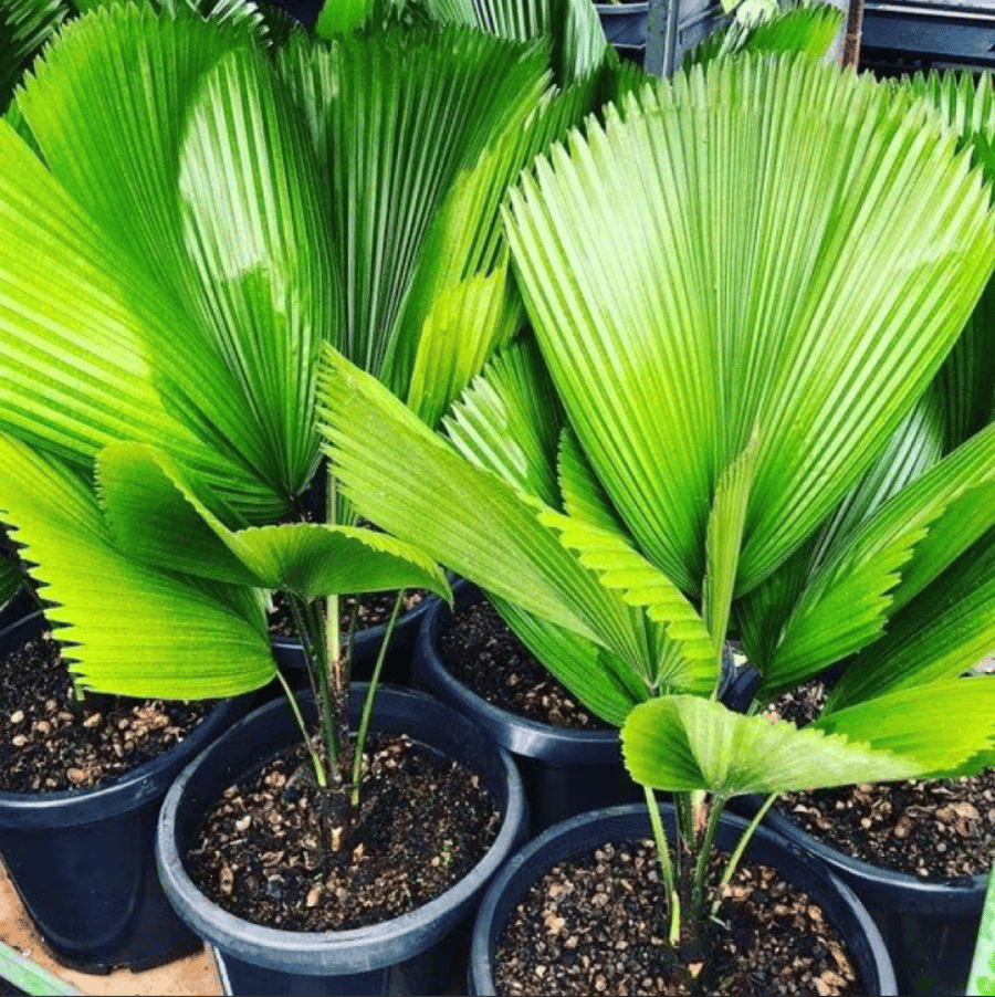 بذور نخيل ليكوالا ( Licuala grandis )