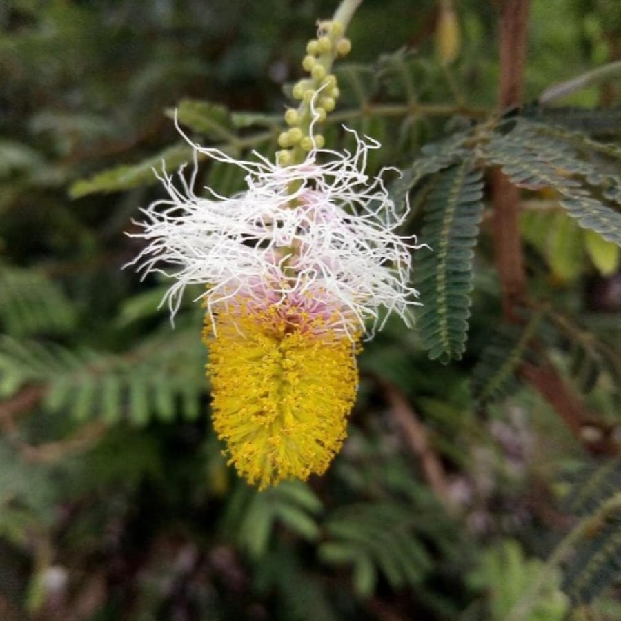 بذور شجرة الحوجم ( Dichrostachys cinerea )