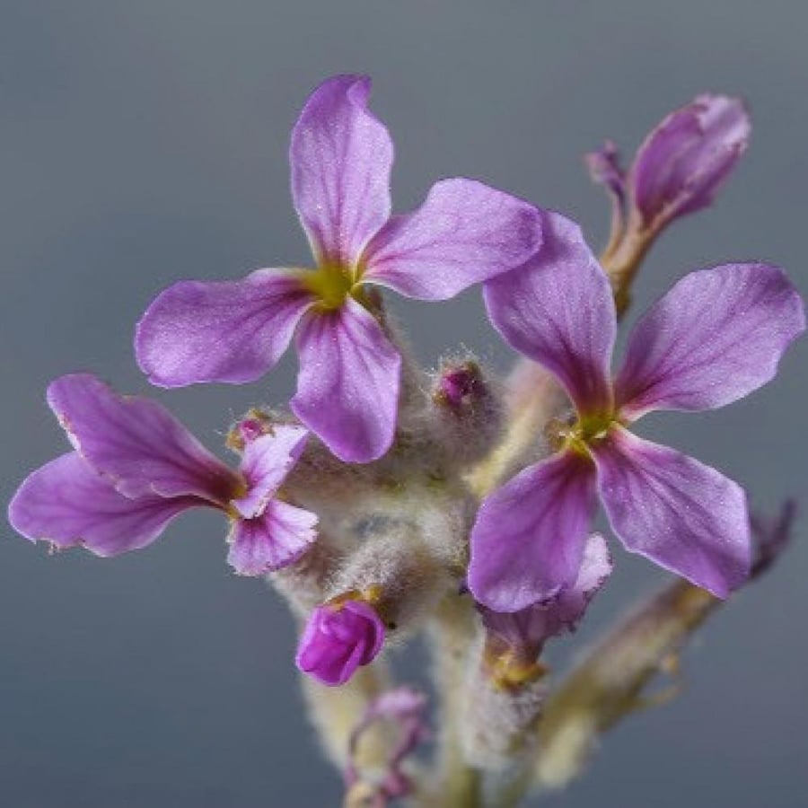 بذور زهور الخزامى البرية ( Horwoodia dicksoniae )