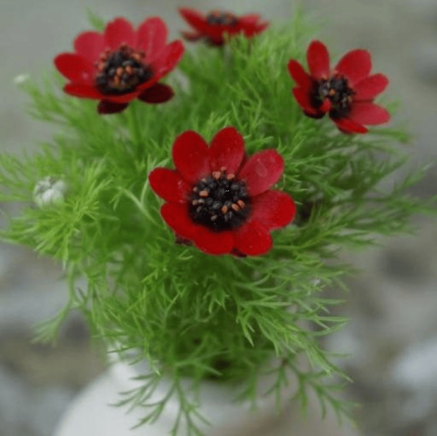 بذور زهور ادونيس ( Adonis annua )