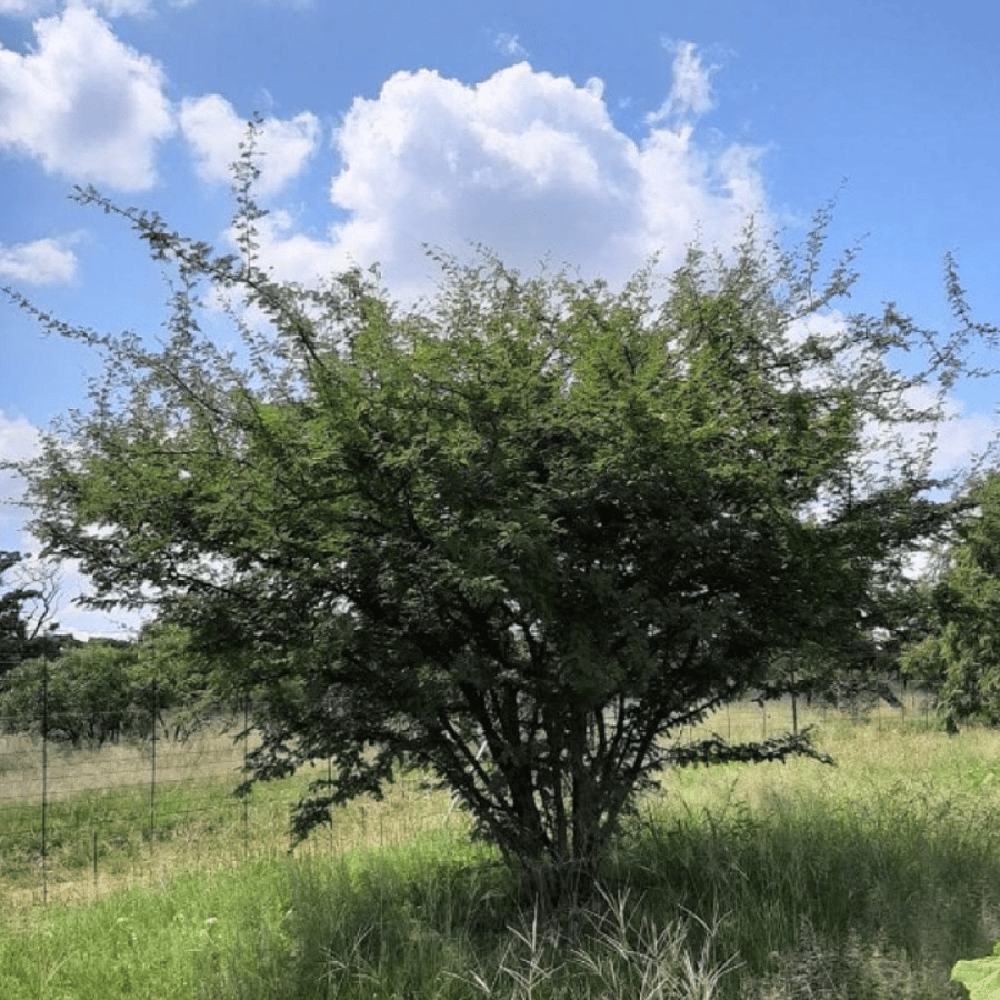 بذور شجرة الحوجم ( Dichrostachys cinerea )