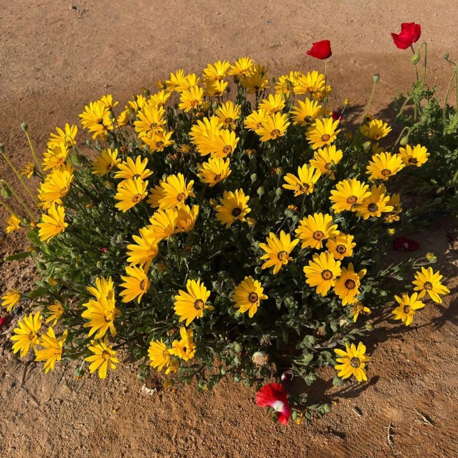 بذور زهور الاقحوان الافريقي الاصفر ( Dimorphotheca app )