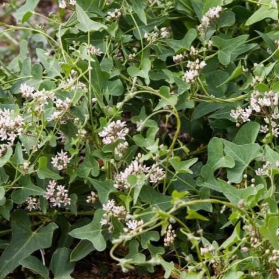 Prickly blackberry climbing seeds - Al-Madeed (Cynanchum acutum)