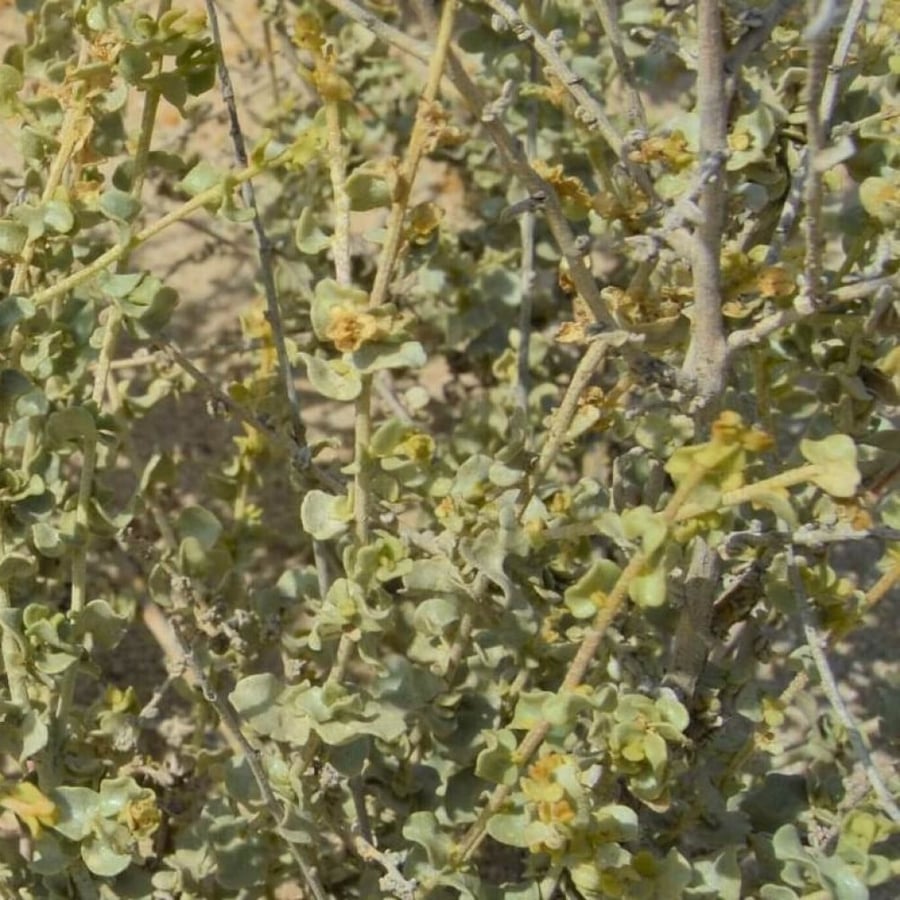Harvesting seeds - white saltbush (Atriplex Leucoclada Boiss)