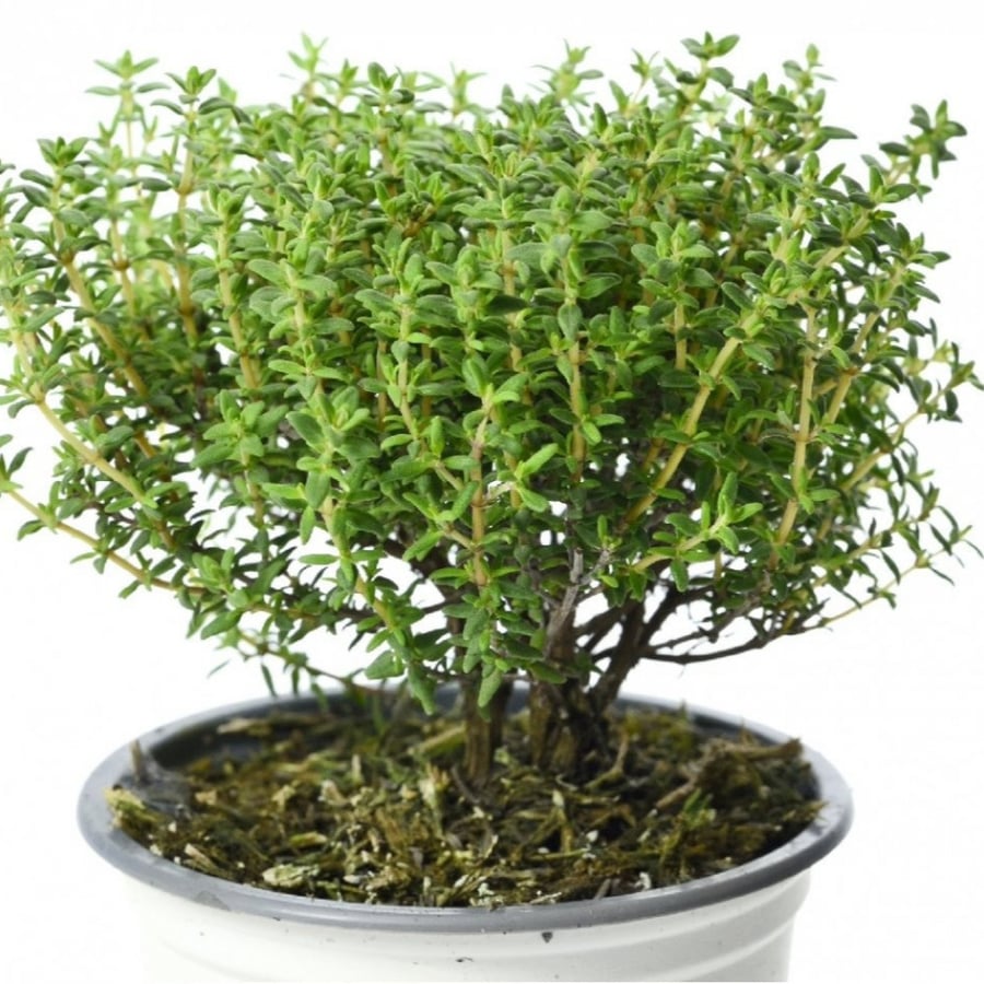 Wild thyme seeds