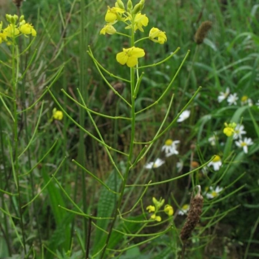 Seeds of the herb Al-Samara - Al-Huwayra (Sisymbrium orientale)