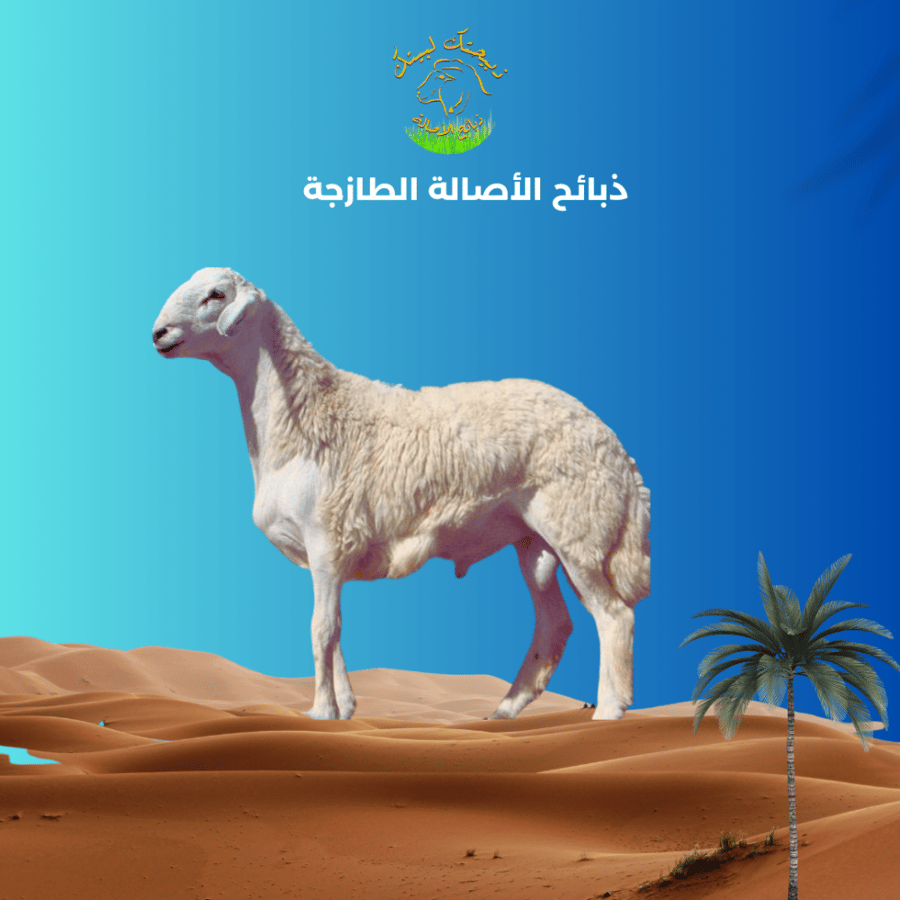 حري الاصالة اضحية وسط وزن 14_17كيلو ذبح اليوم الثاني