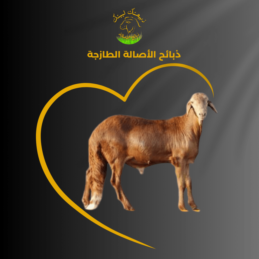 سواكني الأصالة اضحية كبير +21 كيلو ذبح اليوم الثالث او الرابع