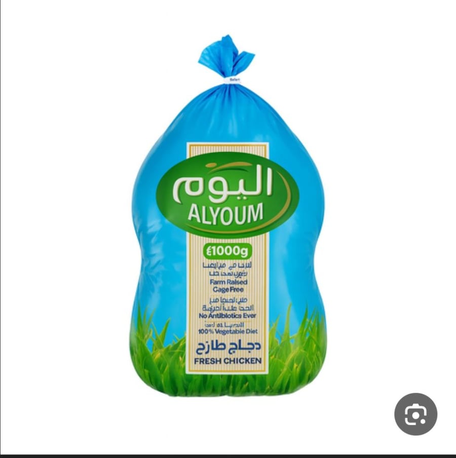 دجاج اليوم
