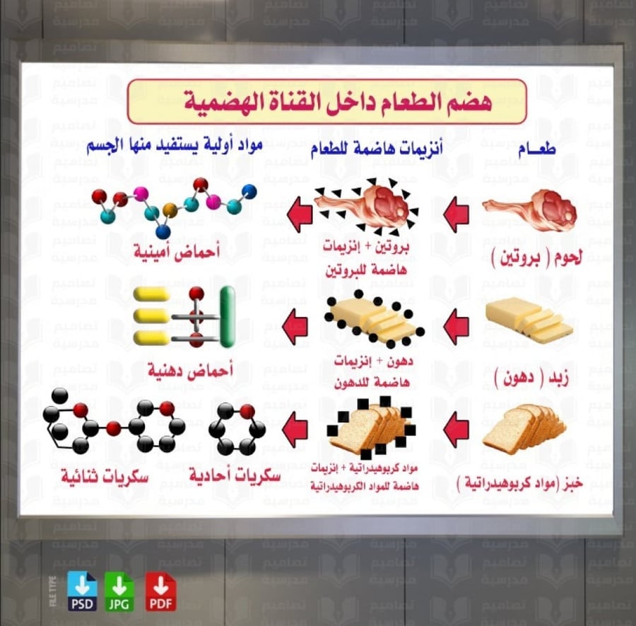 تصميم هضم الطعام في القناة الهضمية