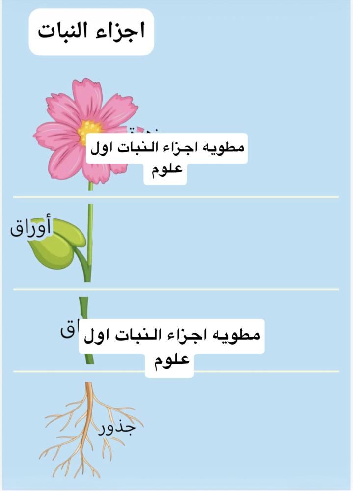 مطويه اول ابتدائي علوم اجزاء النبات