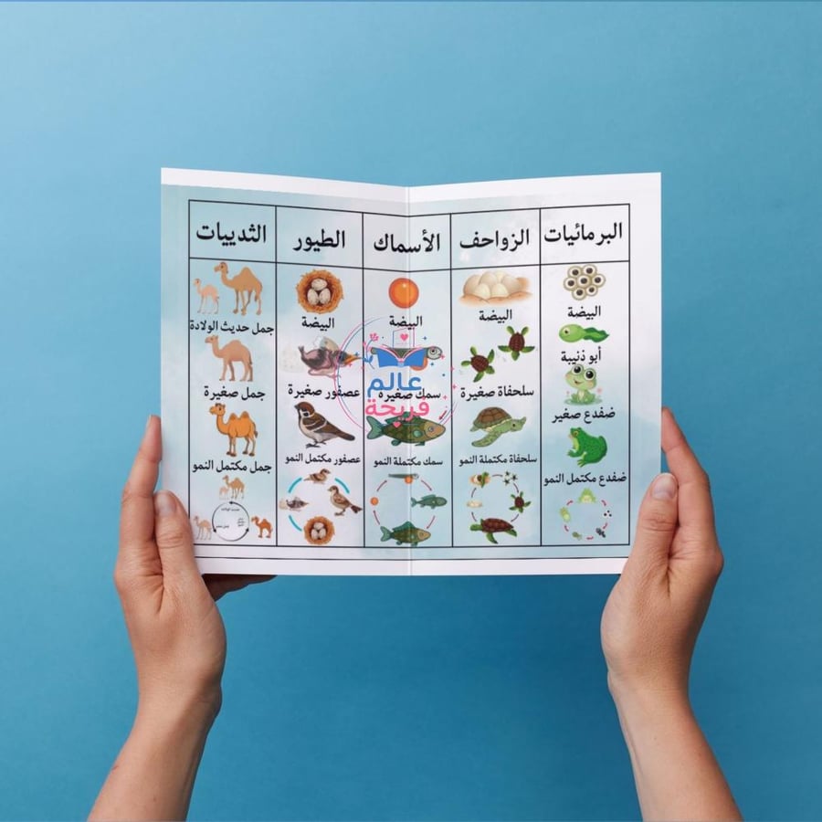 مطوية ( دورة حياة الحيوانات)