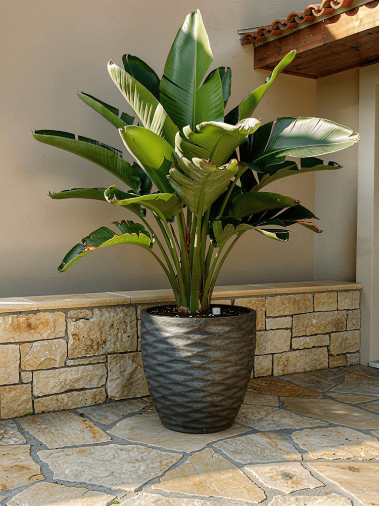 P30 planting basin (Color: Black)