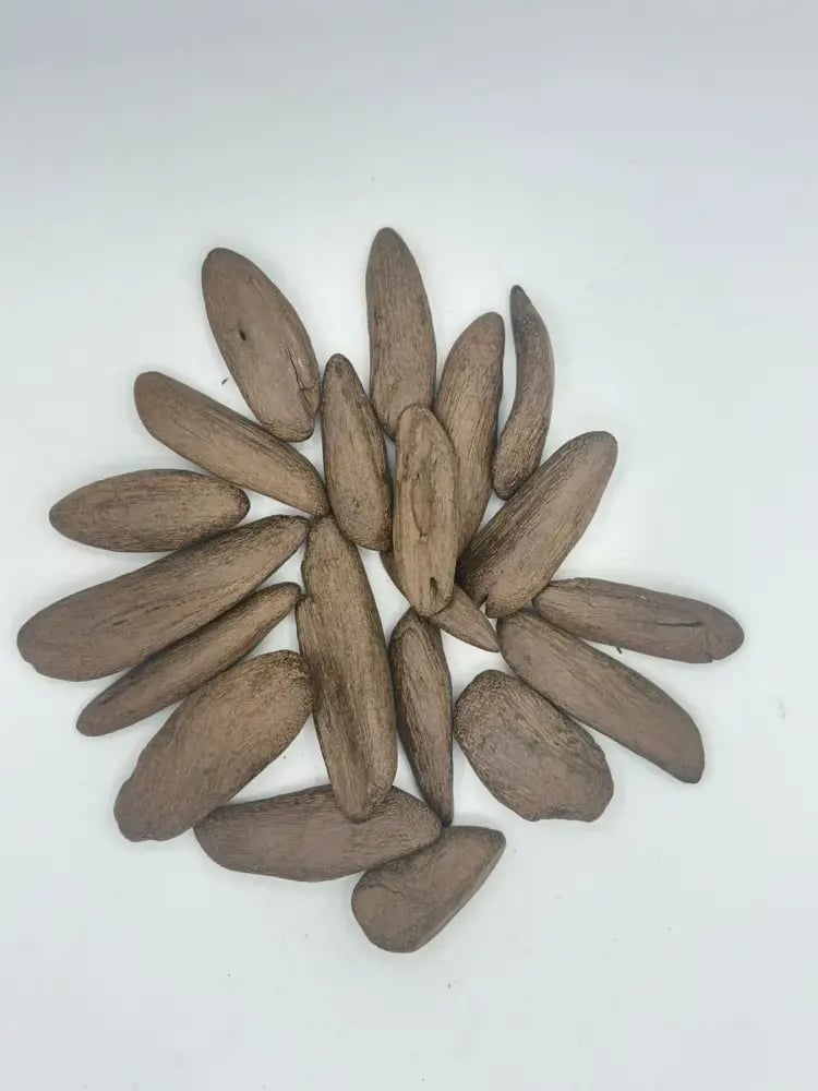 عود الشيوخ