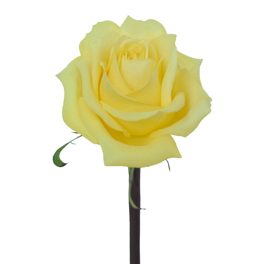 10 أغصان ورد اصفر من AWE FLORAL