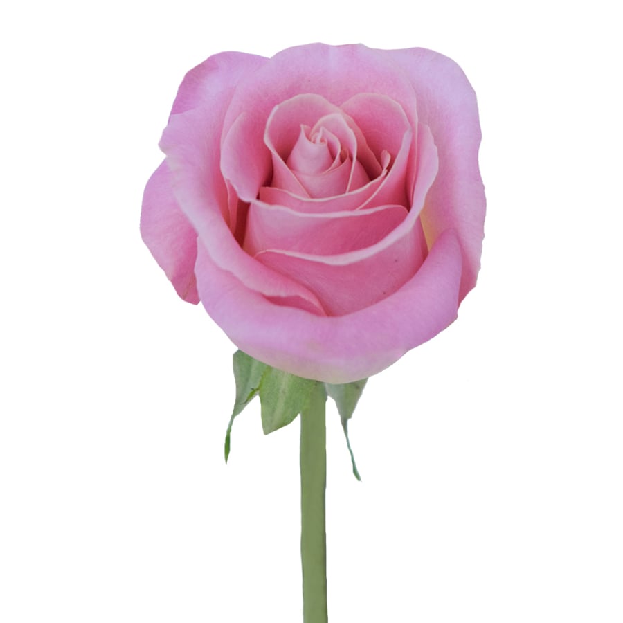 10 أغصان ورد وردي من AWE FLORAL