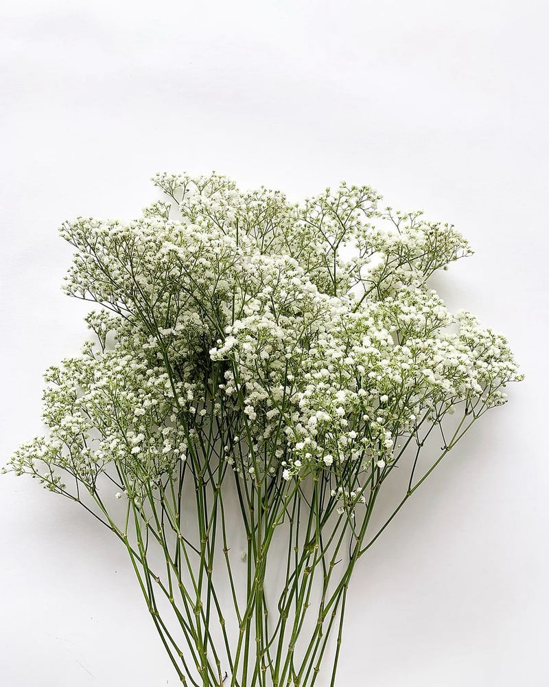 جيبسوفيلا ابيض من AWE FLORAL