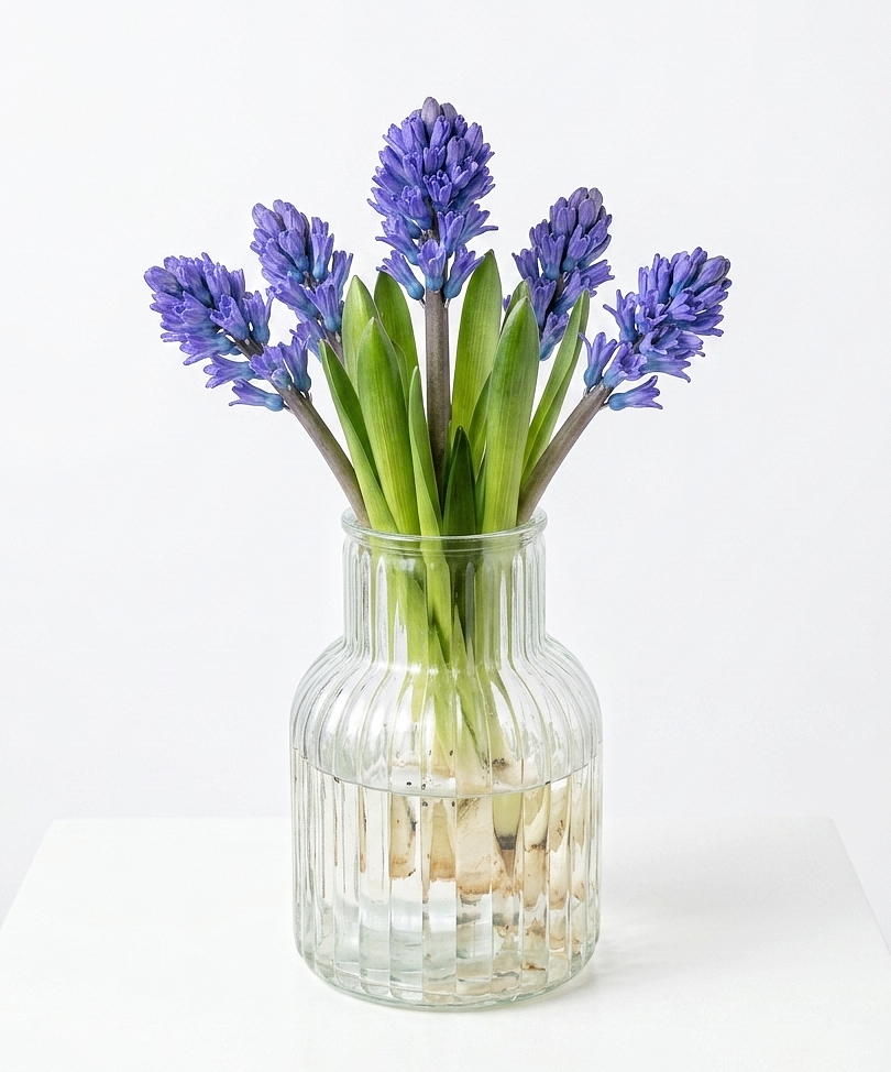 فازة هايسنث لافندر من AWE FLORAL