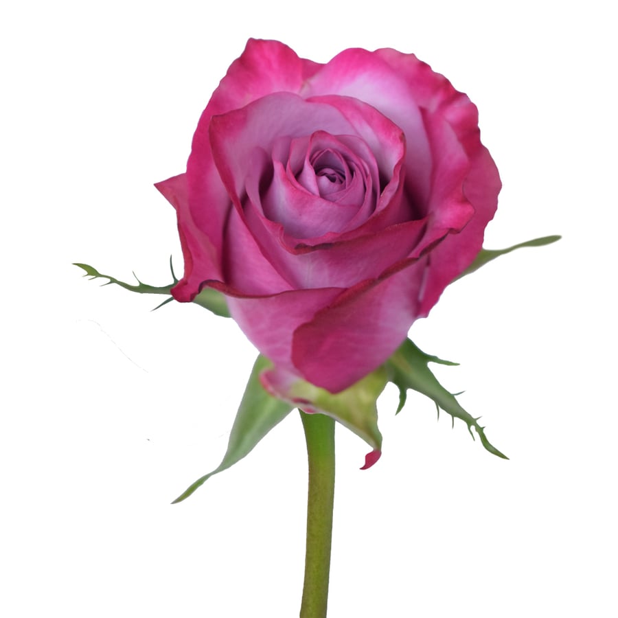 10 أغصان ورد بنفسجي من AWE FLORAL