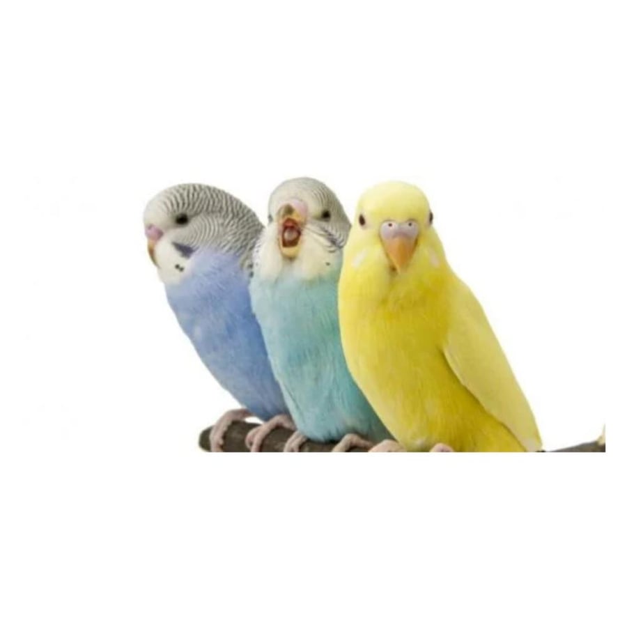طير حب (بادجي) طائر واحد