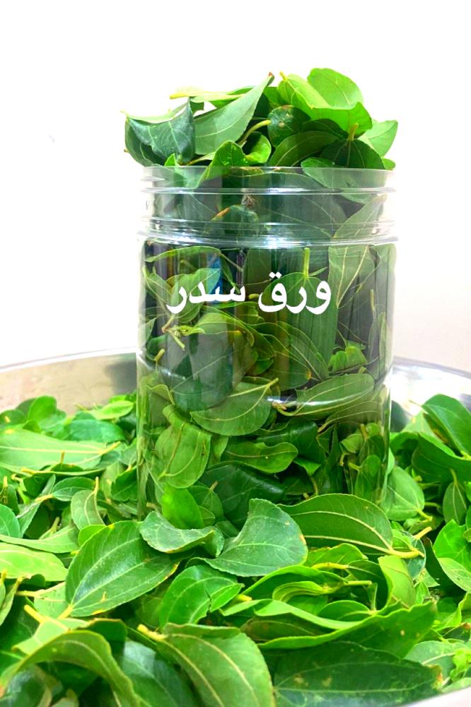 ورق سدر أخضر طازج