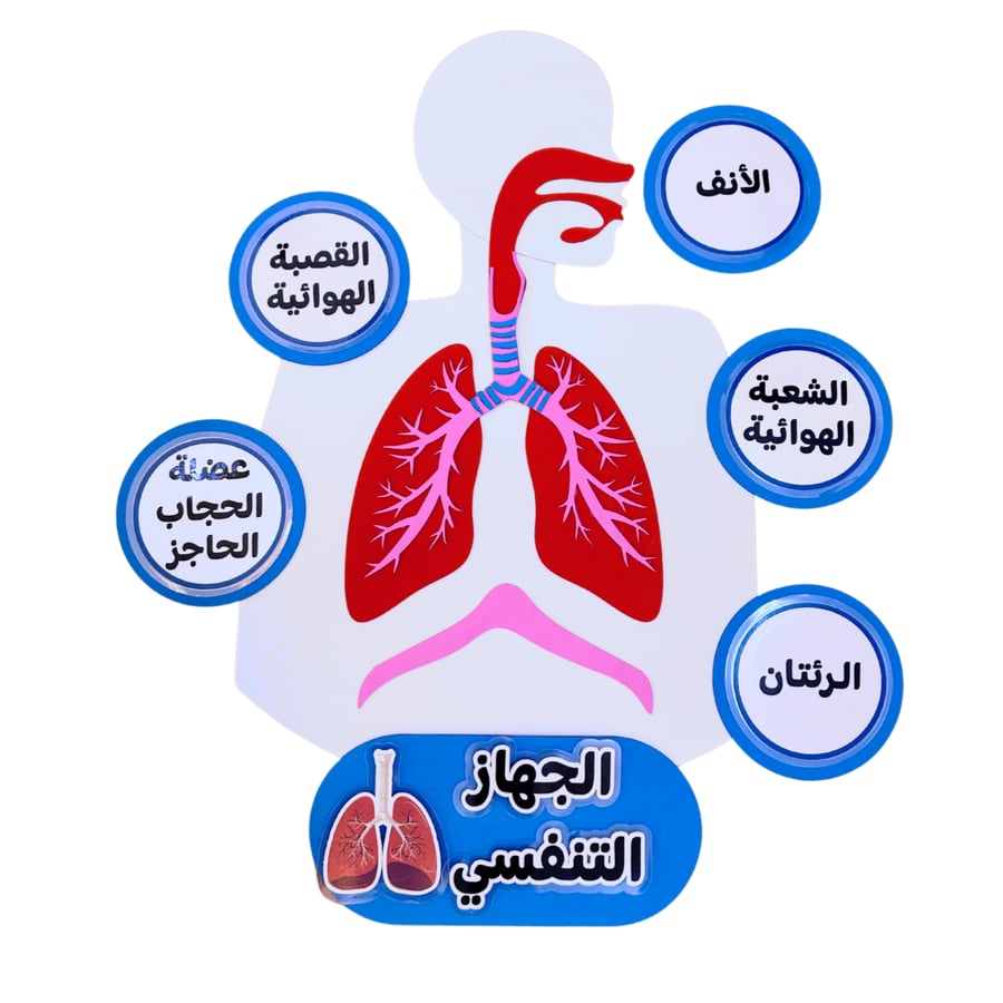 جدارية الجهاز التنفسي