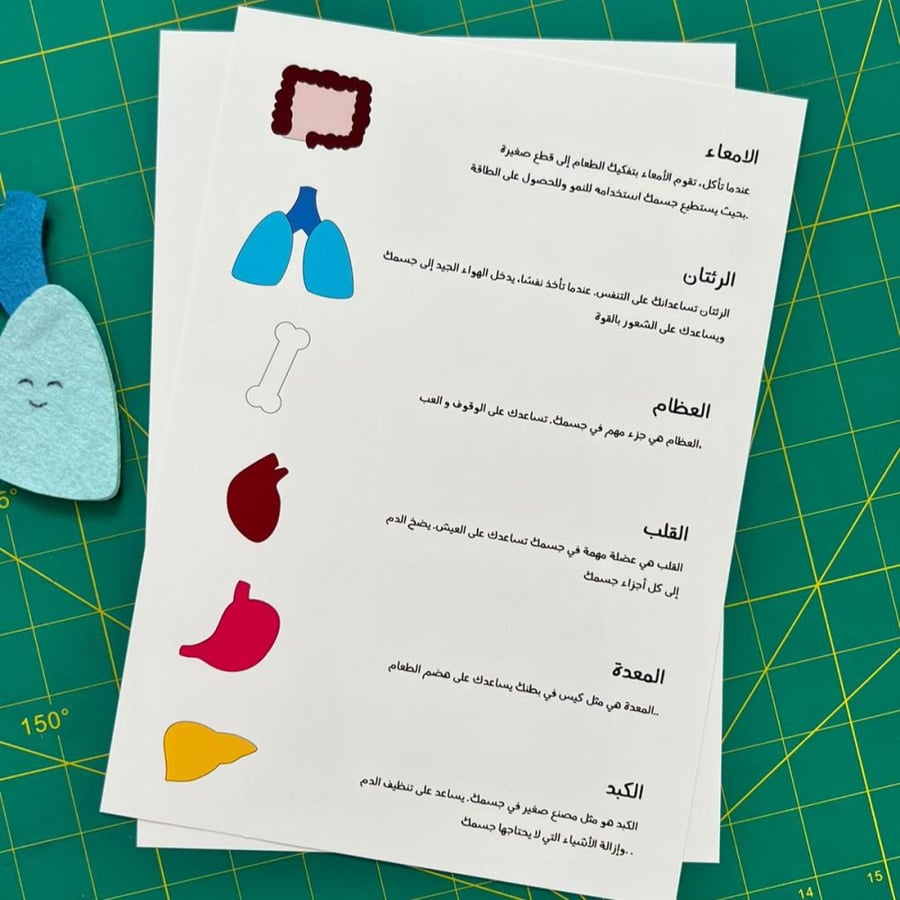 اعضاء الجسم