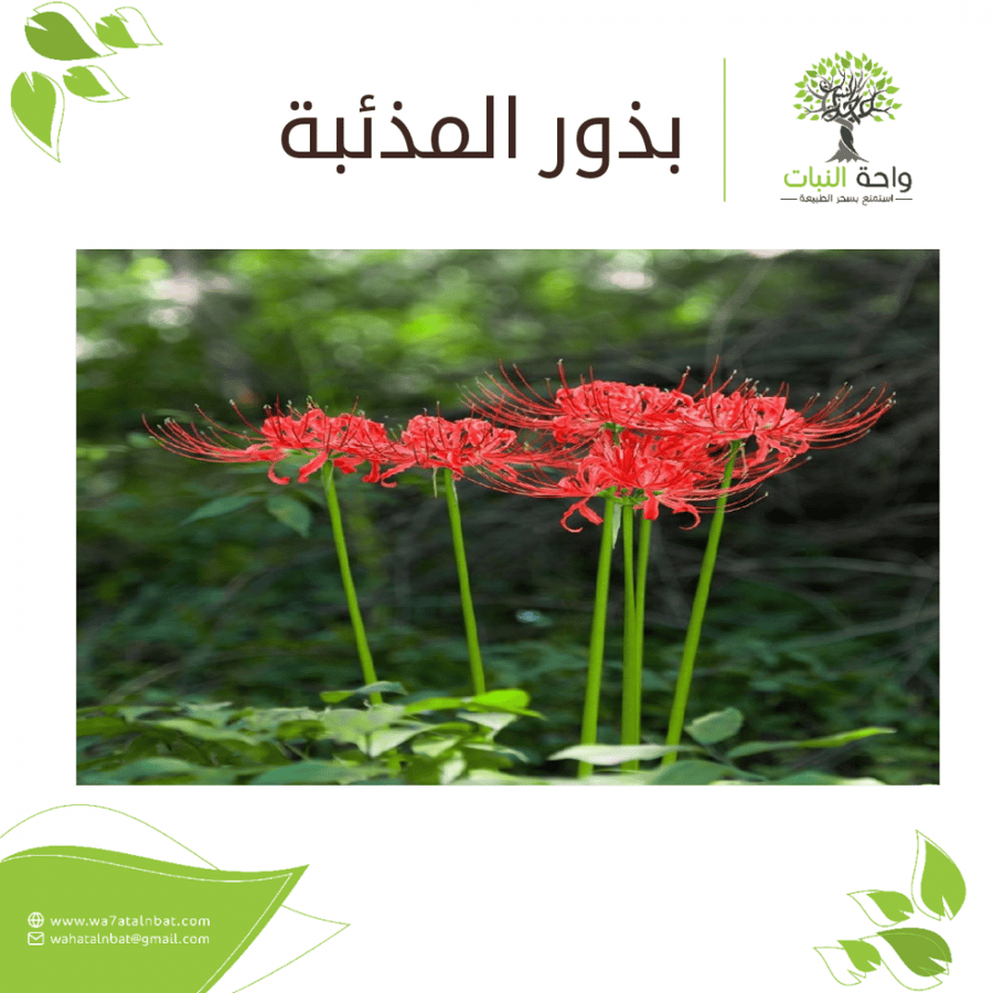 بذور المذئبة