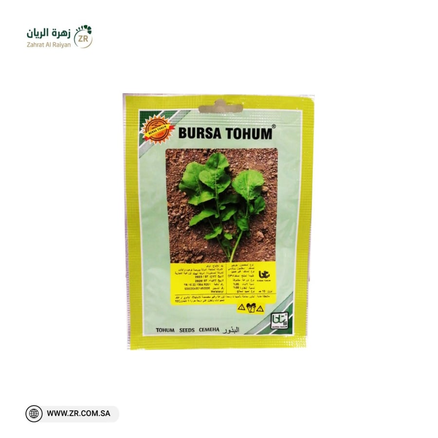 بذور جرجير