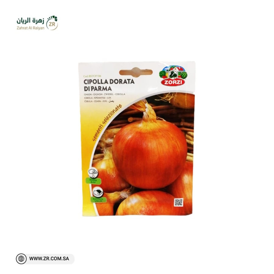 بذور البصل