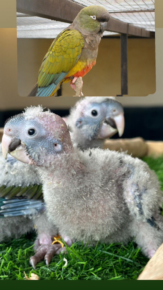Conure Yellow Side Chicken Hadad Walif