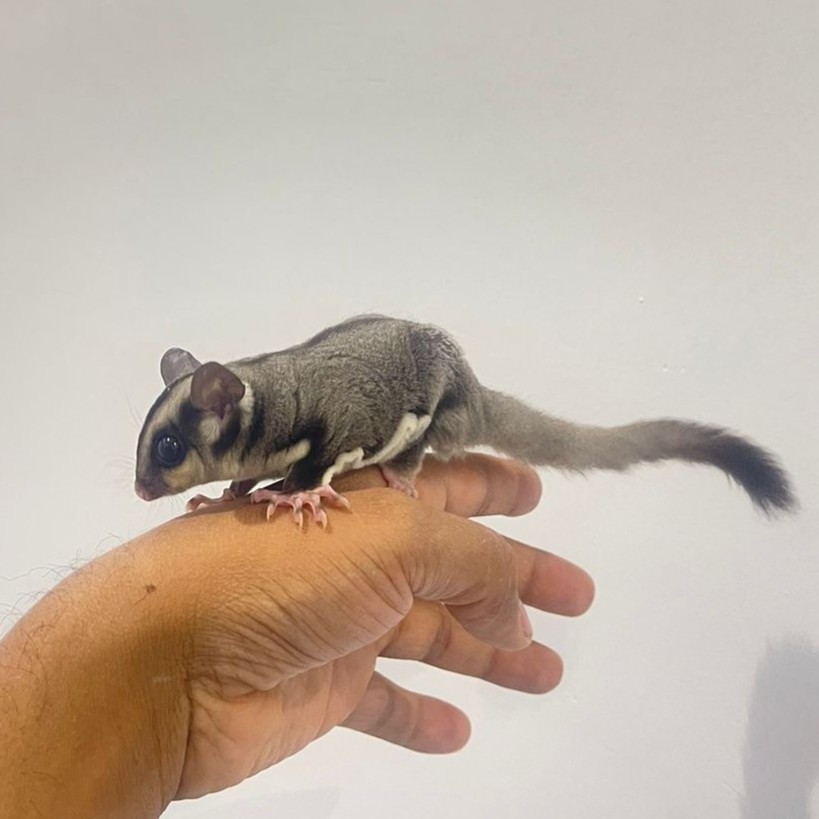 السنجاب الطائر شوقر قلايدر