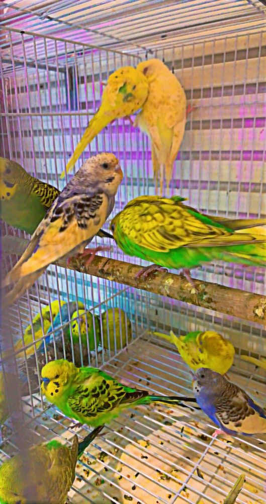 ازواج طيور البادجي ( طيور الحب )