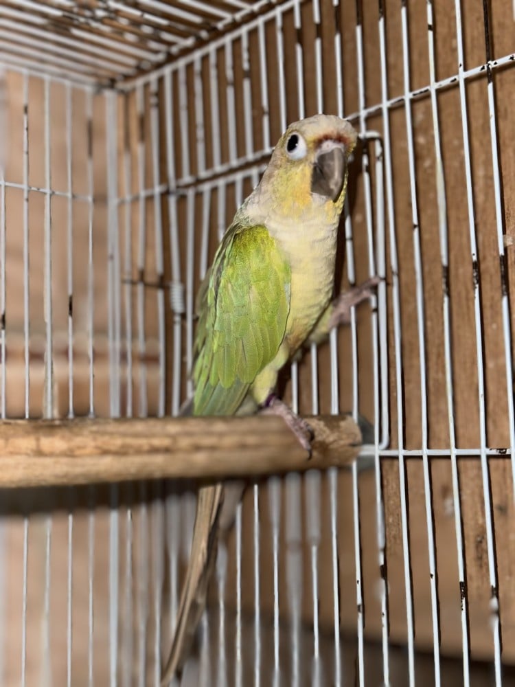 ذكر كنيور مون شيك منتج