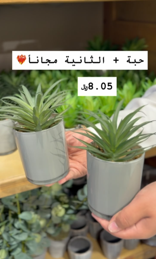 نبتة عصاري زينة