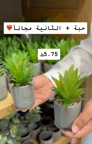 نبتة عصاري زينة